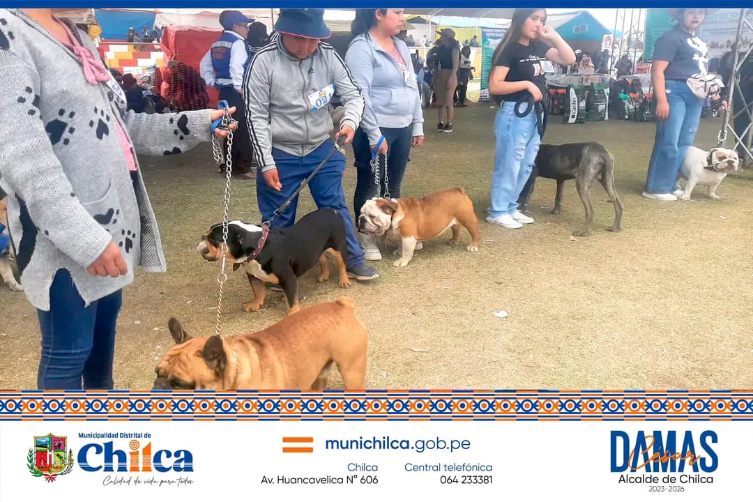 Concurso canino