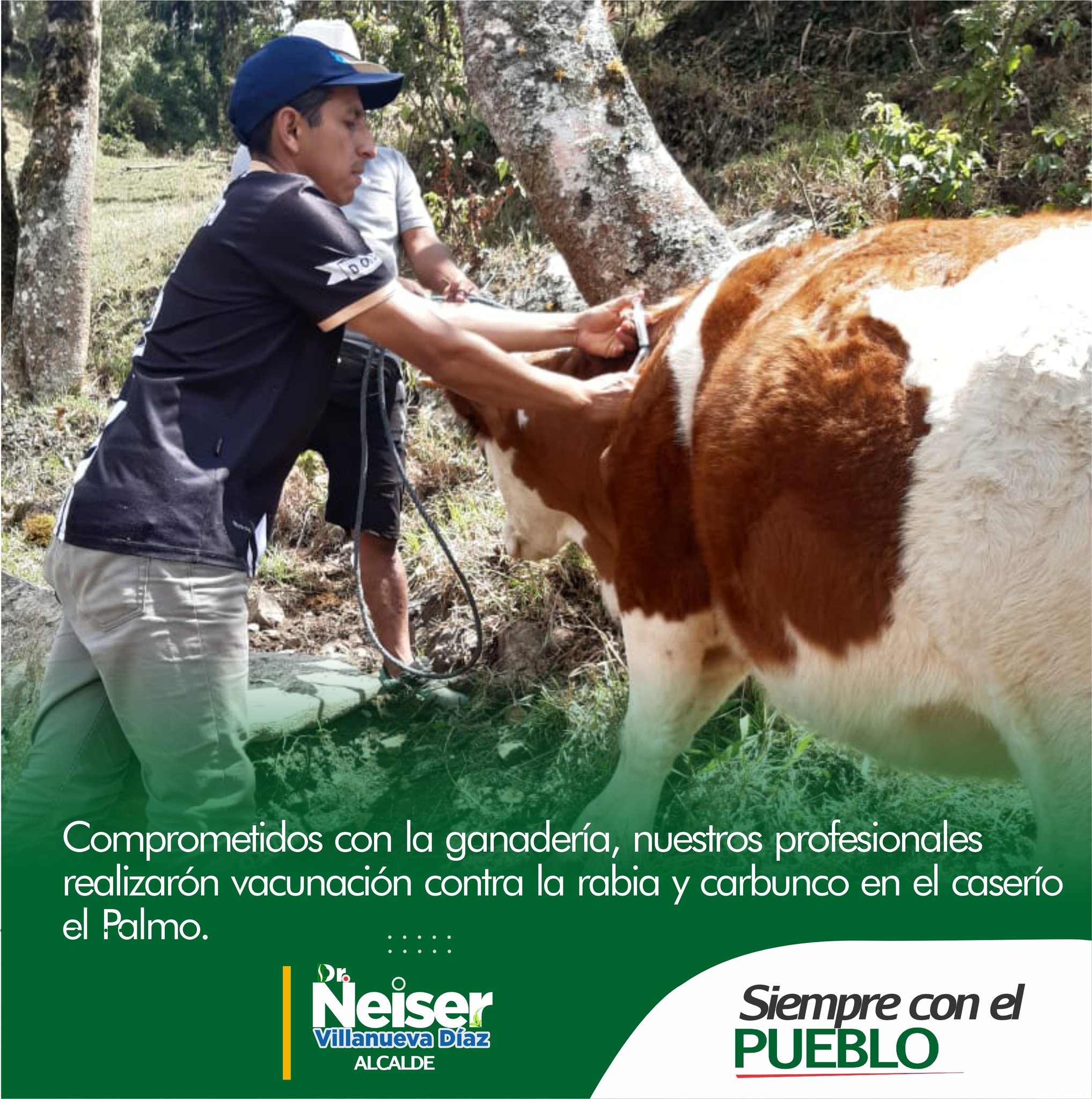 Comprometidos con la ganadería, nuestros profesionales realizaron vacunación contra la rabia y carbunco en el caserío el Palmo.