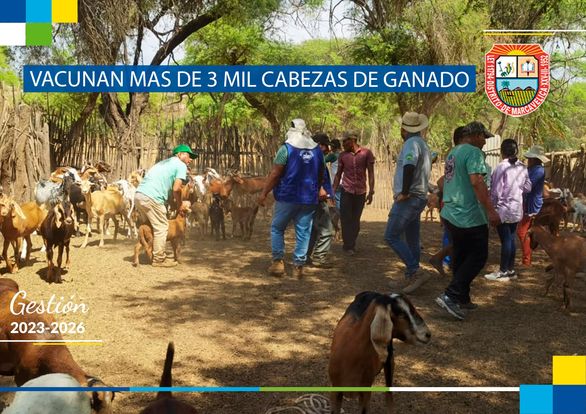 Vacunan Mas De 3 Mil Cabezas De Ganado