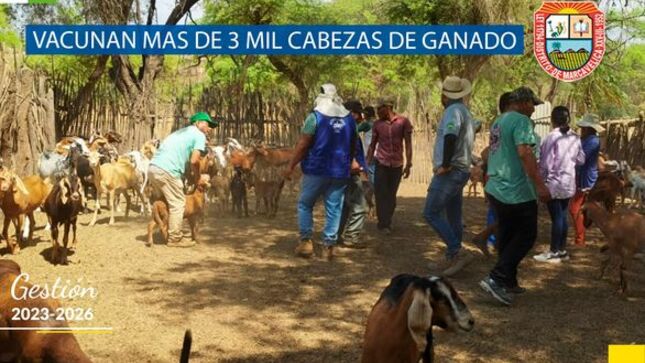 Vacunan Mas De 3 Mil Cabezas De Ganado