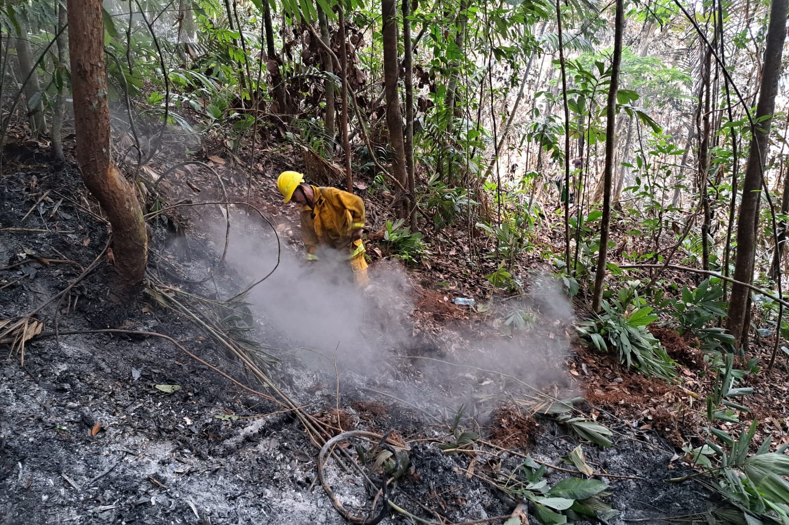Incendio PN Cordillera Azul