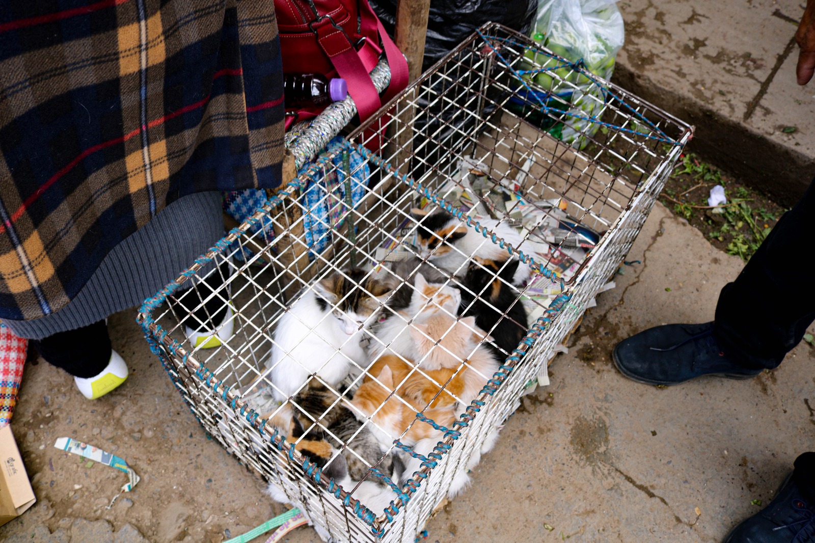 Fueron derivados al Centro Veterinario para su evaluación y posterior adopción