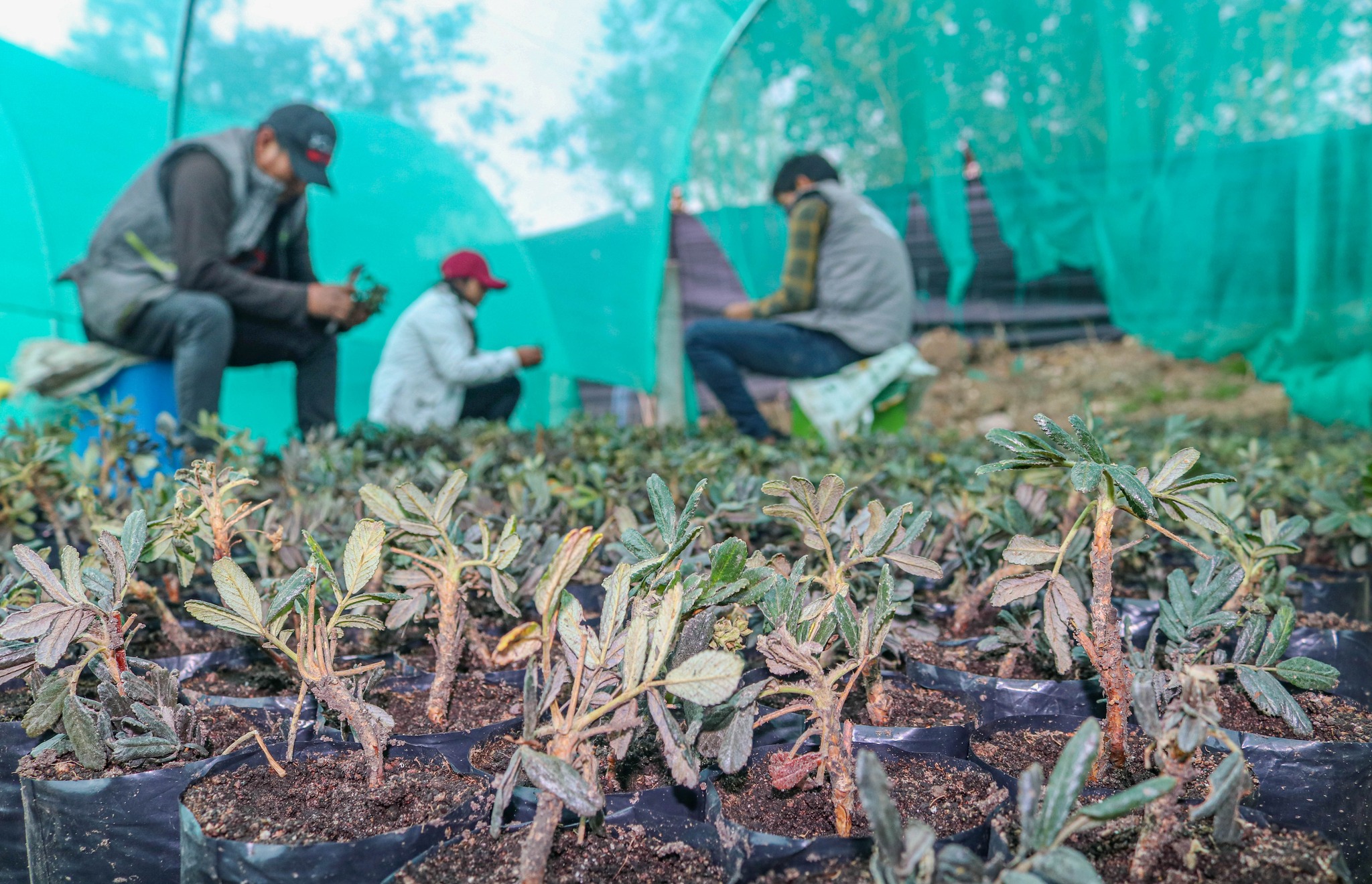 Repique de esquejes de qeñua en el vivero municipal