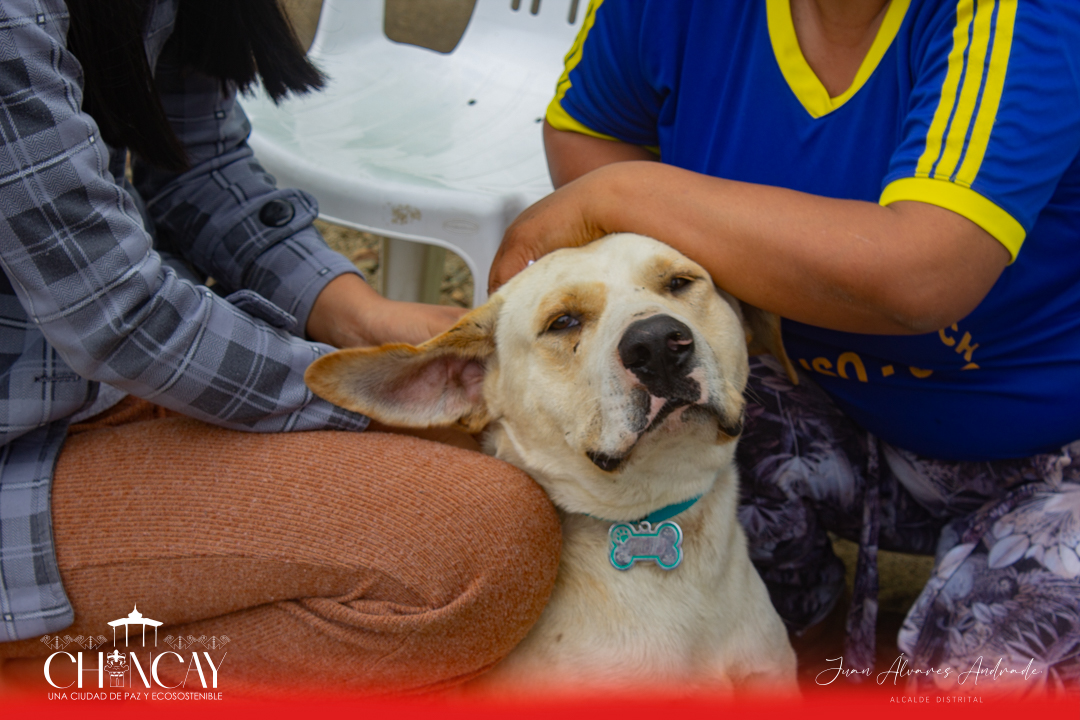 La iniciativa fue organizada por el Registro Único Municipal de Mascotas (RUMM), evidenciando el compromiso continuo de la municipalidad con la salud y el bienestar.