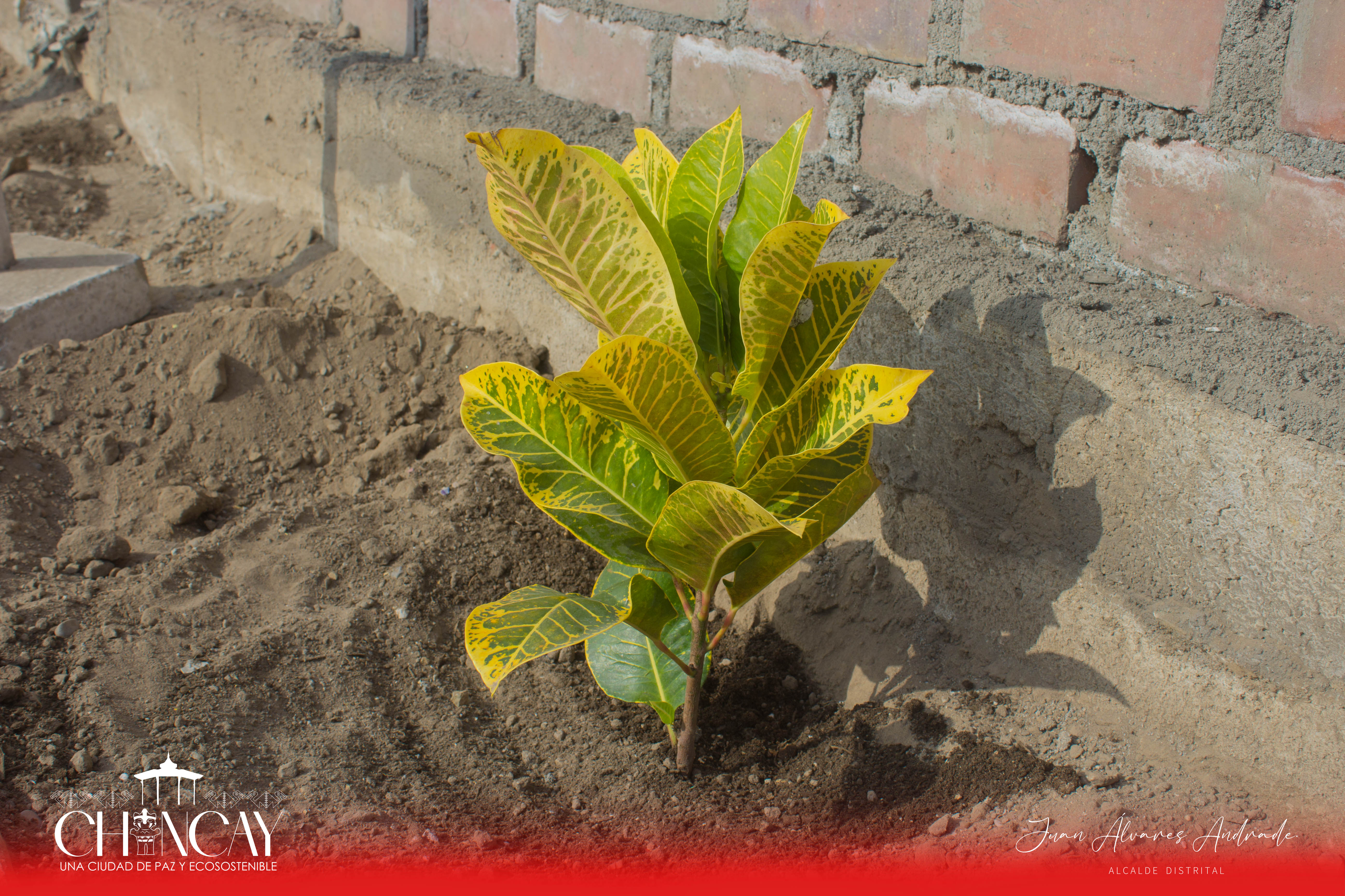 En un esfuerzo por mejorar el entorno urbano y promover la importancia de la naturaleza en espacios urbanos, se realizaron siembras de Crotos en el perímetro interno del mercado.