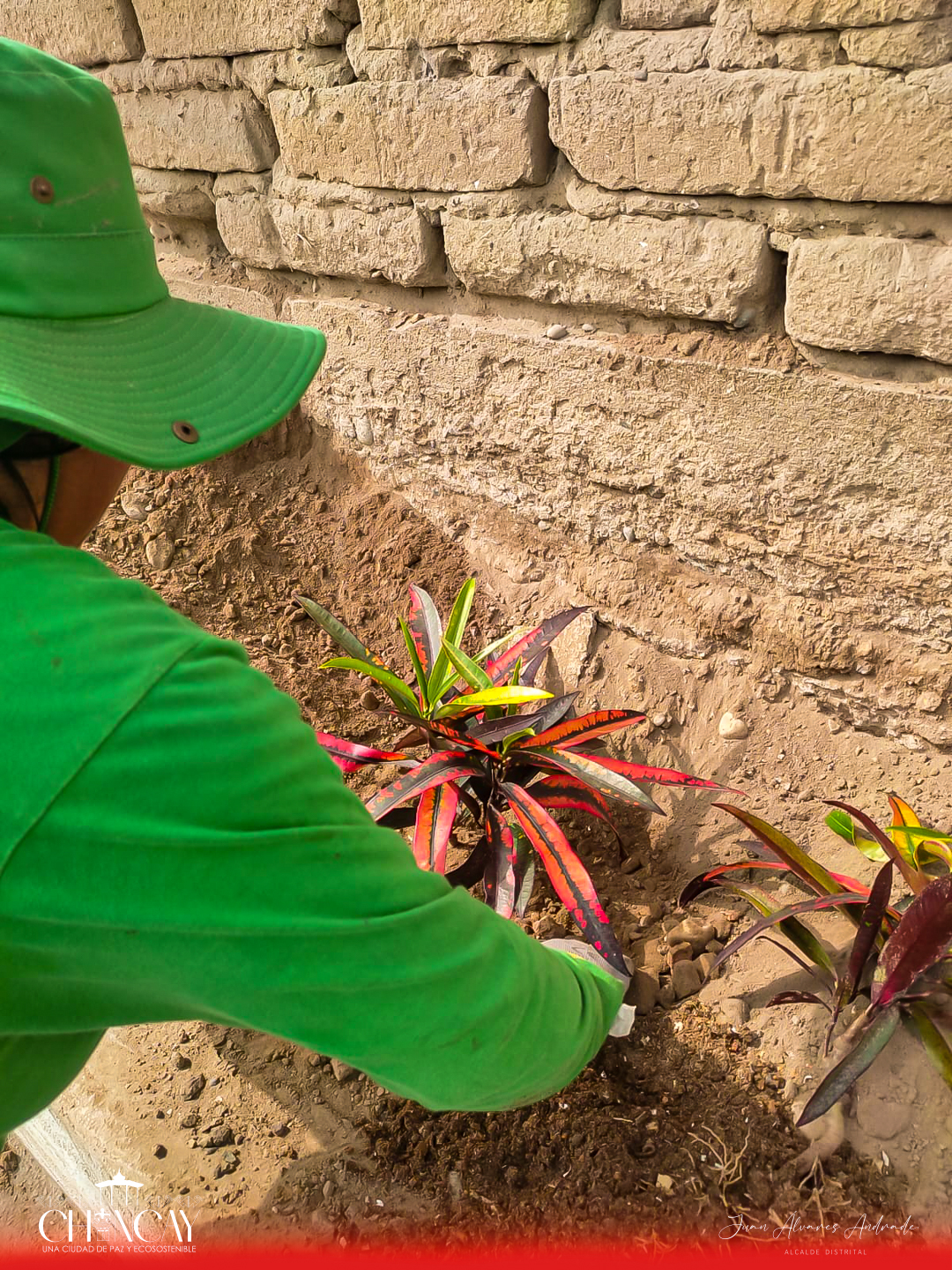 Este proyecto, que ha estado en marcha durante estos días, ha transformado significativamente el entorno del mercado, creando un ambiente más verde y acogedor para los comerciantes y visitantes.