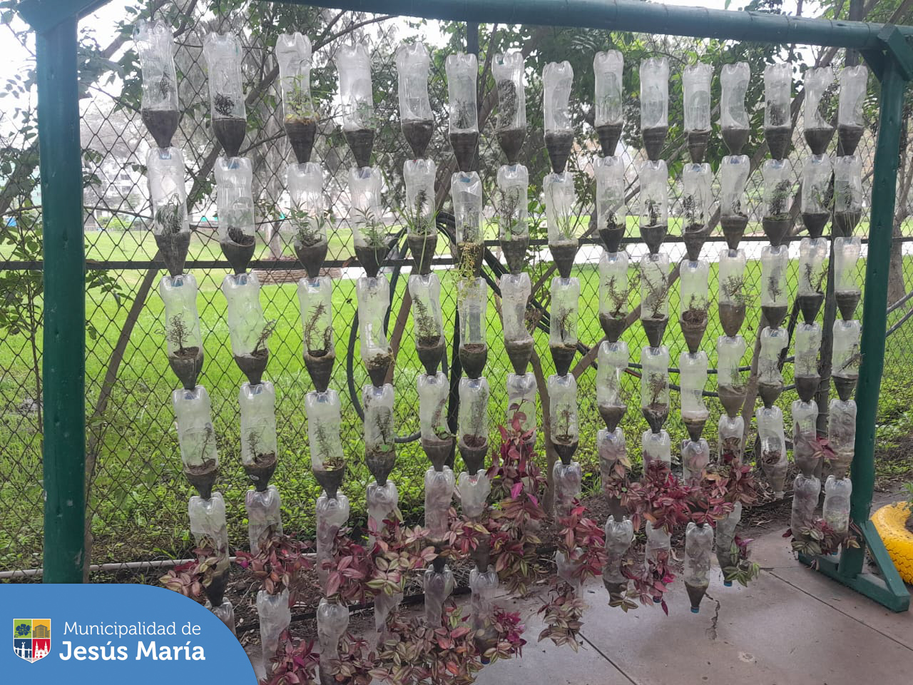 El equipo de Educca Ambiental ♻️ realiza de manera frecuente, la rehabilitación de los jardines verticales ubicados en nuestro Eco Parque, con el objetivo de mantener y renovar las especies que se están cultivando en el vivero municipal. ☘️
En el proceso se emplean botellas de plástico reciclado, dando un aporte decorativo y optimizando el agua para su riego.

¿Quiéres aplicar nuestras técnicas en tu centro educativo? ✨️Llámanos al 📱 940410958.