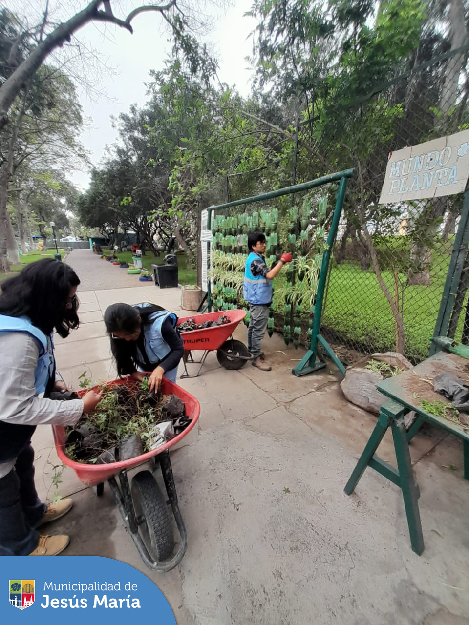 El equipo de Educca Ambiental ♻️ realiza de manera frecuente, la rehabilitación de los jardines verticales ubicados en nuestro Eco Parque, con el objetivo de mantener y renovar las especies que se están cultivando en el vivero municipal. ☘️
En el proceso se emplean botellas de plástico reciclado, dando un aporte decorativo y optimizando el agua para su riego.

¿Quiéres aplicar nuestras técnicas en tu centro educativo? ✨️Llámanos al 📱 940410958.