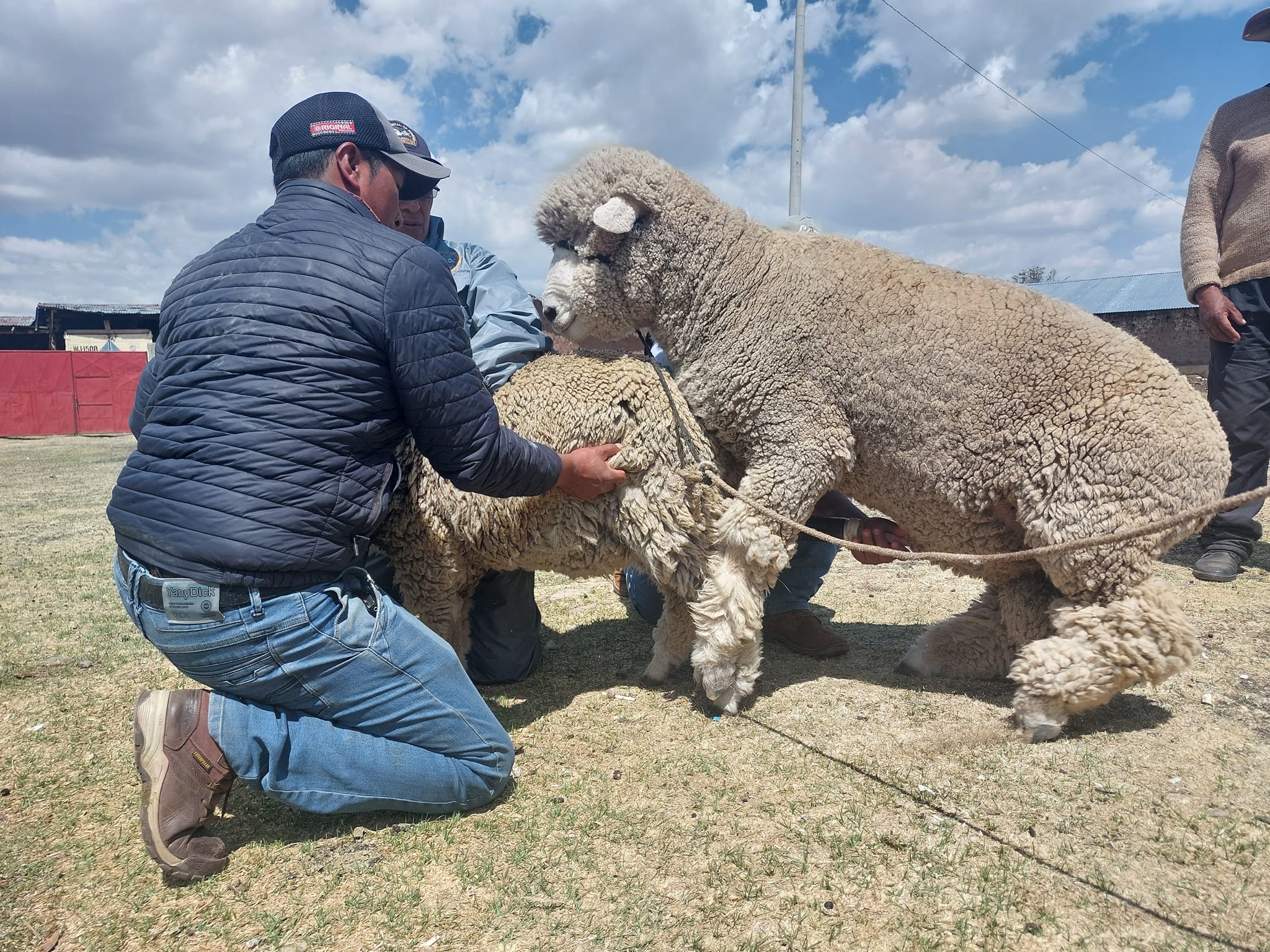 foto de inseminación