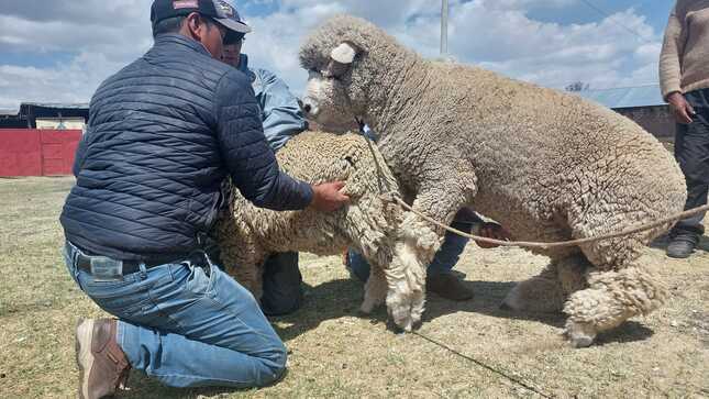 foto de inseminación