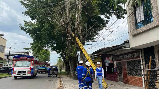 Maynas retira árbol que representaba un peligro para vecinos