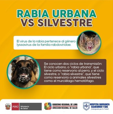 RABIA URBANA VS RABIA SILVESTRE