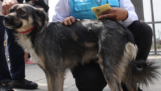 VAN CAN perro bello - 1