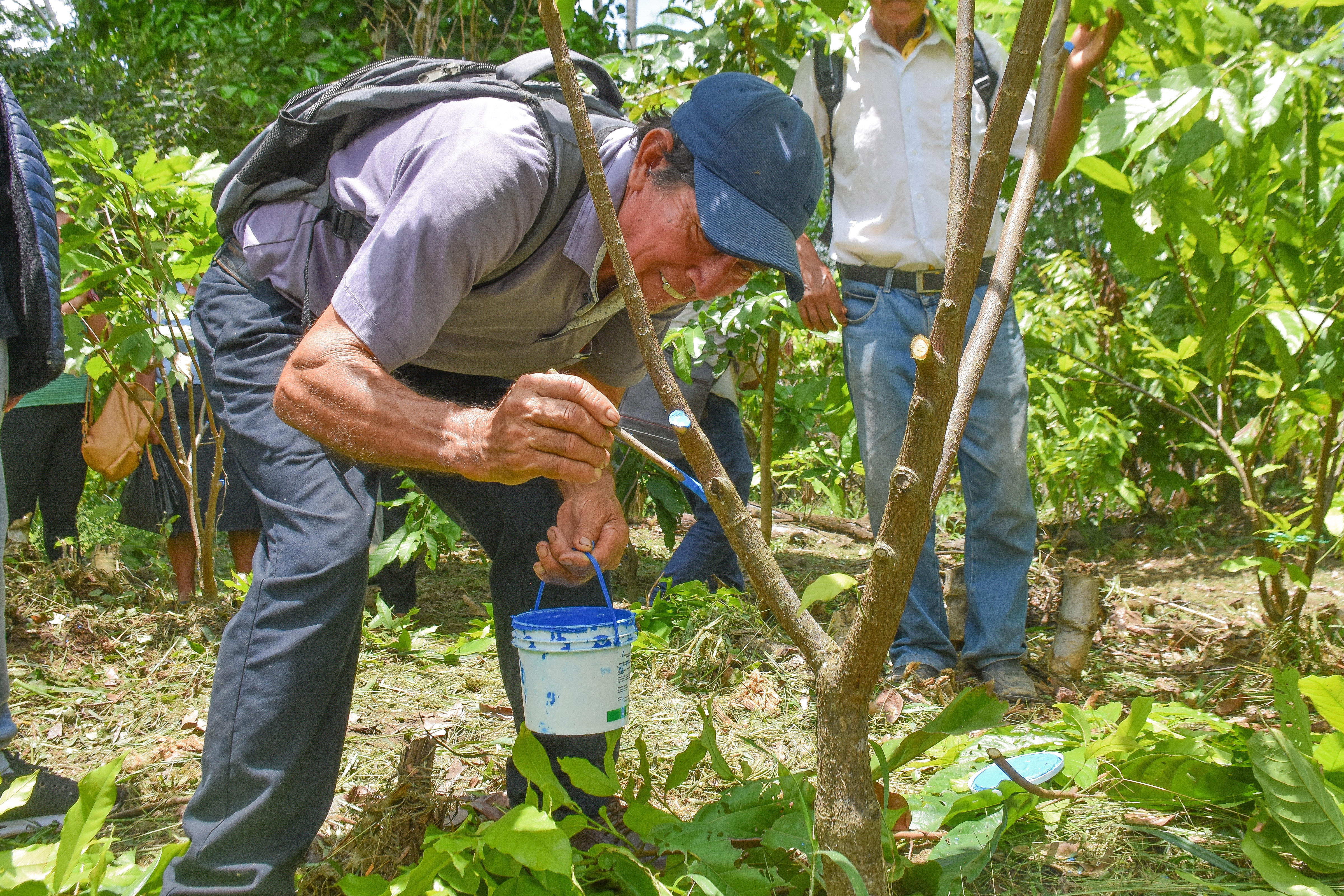 Vraem: Más de 1000 familias se especializan en la poda de plantones de cacao en Santa Rosa