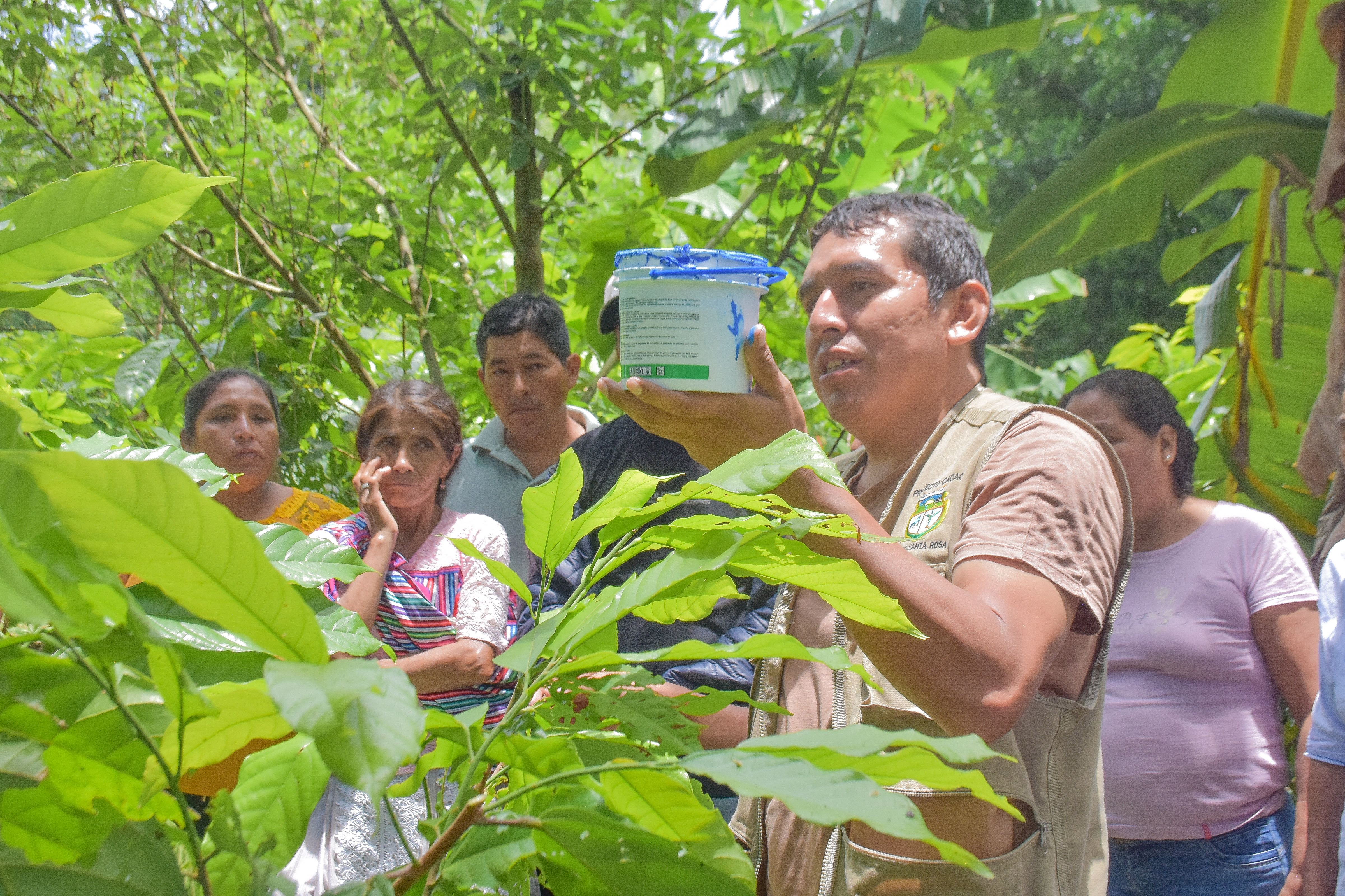 Vraem: Más de 1000 familias se especializan en la poda de plantones de cacao en Santa Rosa