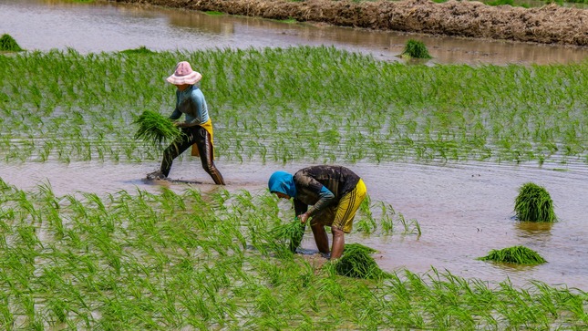 Gente cultivando