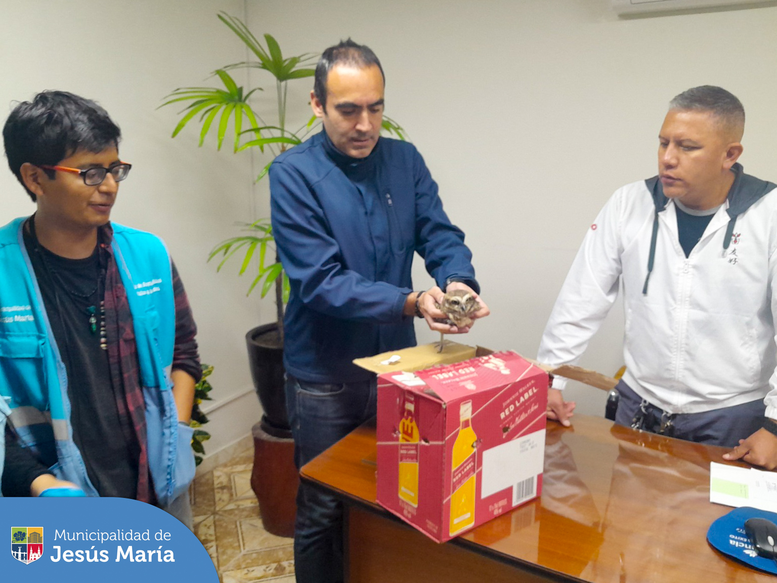 Nuestro equipo de Serenazgo encontró una lechuza de los Arenales en las inmediaciones de la Av. Salaverry. 🌿 Inmediatamente, fue llevada a nuestra base central para su protección, confirmando que el animal se encuentra estable y saludable. 💪
Promoviendo la gestión sostenible de nuestra fauna silvestre, nos comunicamos con @SERFOR, quiénes la recogieron para asegurar su seguridad y bienestar.