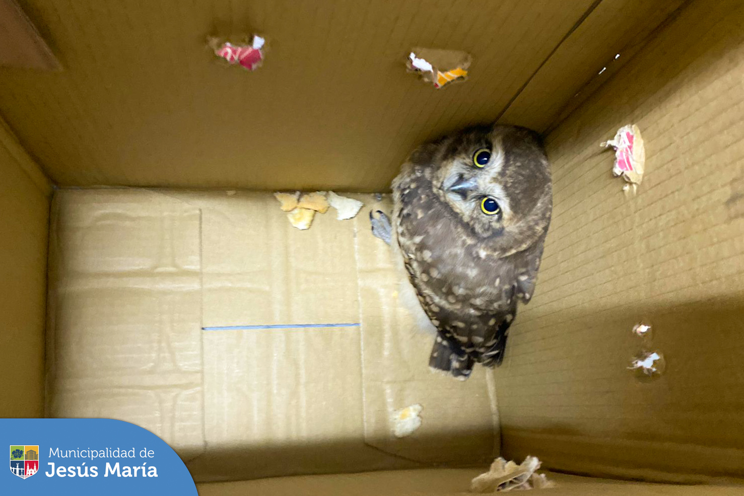Nuestro equipo de Serenazgo encontró una lechuza de los Arenales en las inmediaciones de la Av. Salaverry. 🌿 Inmediatamente, fue llevada a nuestra base central para su protección, confirmando que el animal se encuentra estable y saludable. 💪
Promoviendo la gestión sostenible de nuestra fauna silvestre, nos comunicamos con @SERFOR, quiénes la recogieron para asegurar su seguridad y bienestar.