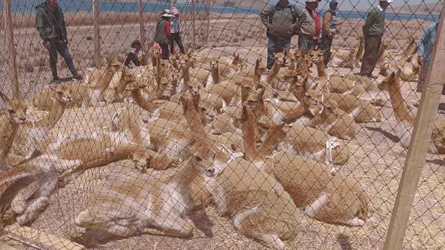 SERFOR supervisó traslado de 155 vicuñas 