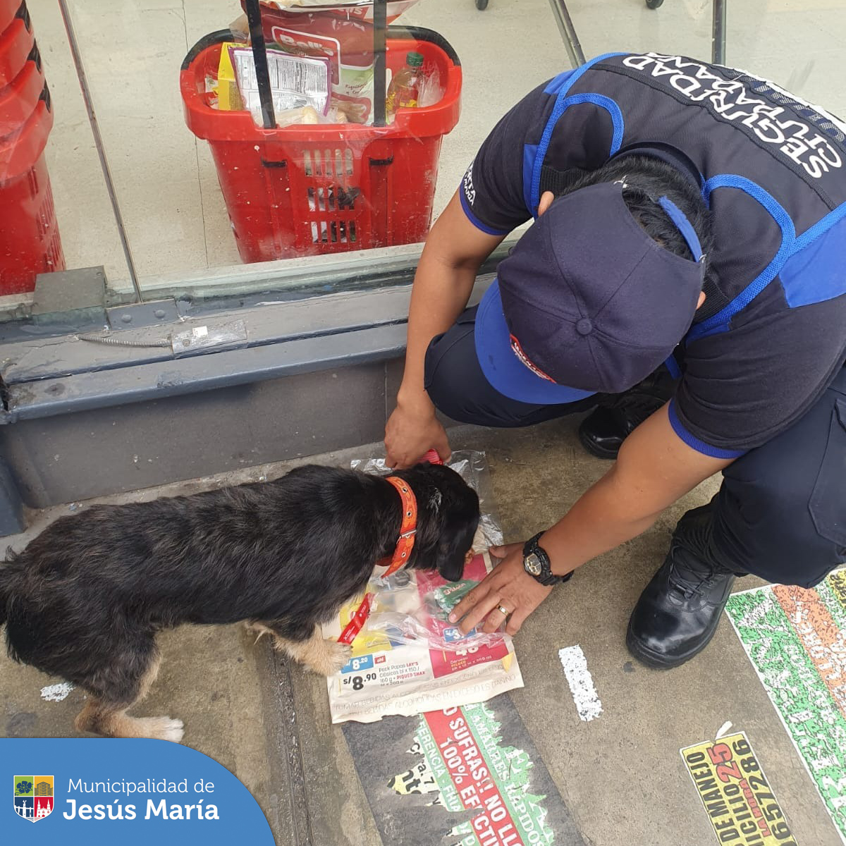 Hace unos días, uno de nuestros serenos encontró a una mascota 🐕 en las inmediaciones de un supermercado. Rápidamente le brindaron alimento y agua con ayuda de unos vecinos; además una persona amable lo mantuvo en la puerta esperando a sus dueños.
La solidaridad se extendió aún más cuando se formó una cadena en WhatsApp y Facebook 📱❤️ para difundir al pequeño. Demostrando que #JesúsMaríaSomosTodos los propietarios fueron localizados y el perrito se reunió con su familia. 💕🏡
¡Unidos somos más fuertes! 🙌🐾