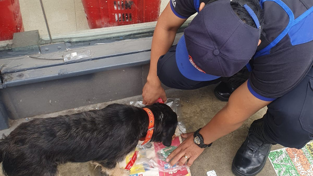 Hace unos días, uno de nuestros serenos encontró a una mascota 🐕 en las inmediaciones de un supermercado. Rápidamente le brindaron alimento y agua con ayuda de unos vecinos; además una persona amable lo mantuvo en la puerta esperando a sus dueños.
La solidaridad se extendió aún más cuando se formó una cadena en WhatsApp y Facebook 📱❤️ para difundir al pequeño. Demostrando que #JesúsMaríaSomosTodos los propietarios fueron localizados y el perrito se reunió con su familia. 💕🏡
¡Unidos somos más fuertes! 🙌🐾