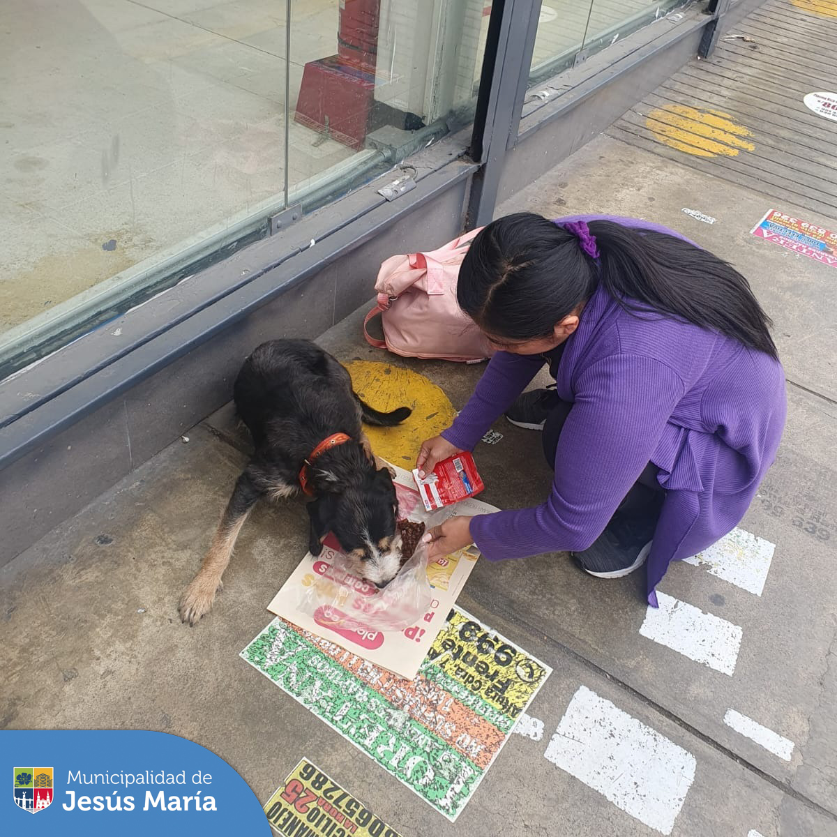 Hace unos días, uno de nuestros serenos encontró a una mascota 🐕 en las inmediaciones de un supermercado. Rápidamente le brindaron alimento y agua con ayuda de unos vecinos; además una persona amable lo mantuvo en la puerta esperando a sus dueños.
La solidaridad se extendió aún más cuando se formó una cadena en WhatsApp y Facebook 📱❤️ para difundir al pequeño. Demostrando que #JesúsMaríaSomosTodos los propietarios fueron localizados y el perrito se reunió con su familia. 💕🏡
¡Unidos somos más fuertes! 🙌🐾