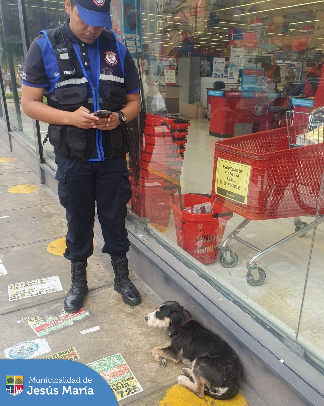 Hace unos días, uno de nuestros serenos encontró a una mascota 🐕 en las inmediaciones de un supermercado. Rápidamente le brindaron alimento y agua con ayuda de unos vecinos; además una persona amable lo mantuvo en la puerta esperando a sus dueños.
La solidaridad se extendió aún más cuando se formó una cadena en WhatsApp y Facebook 📱❤️ para difundir al pequeño. Demostrando que #JesúsMaríaSomosTodos los propietarios fueron localizados y el perrito se reunió con su familia. 💕🏡
¡Unidos somos más fuertes! 🙌🐾