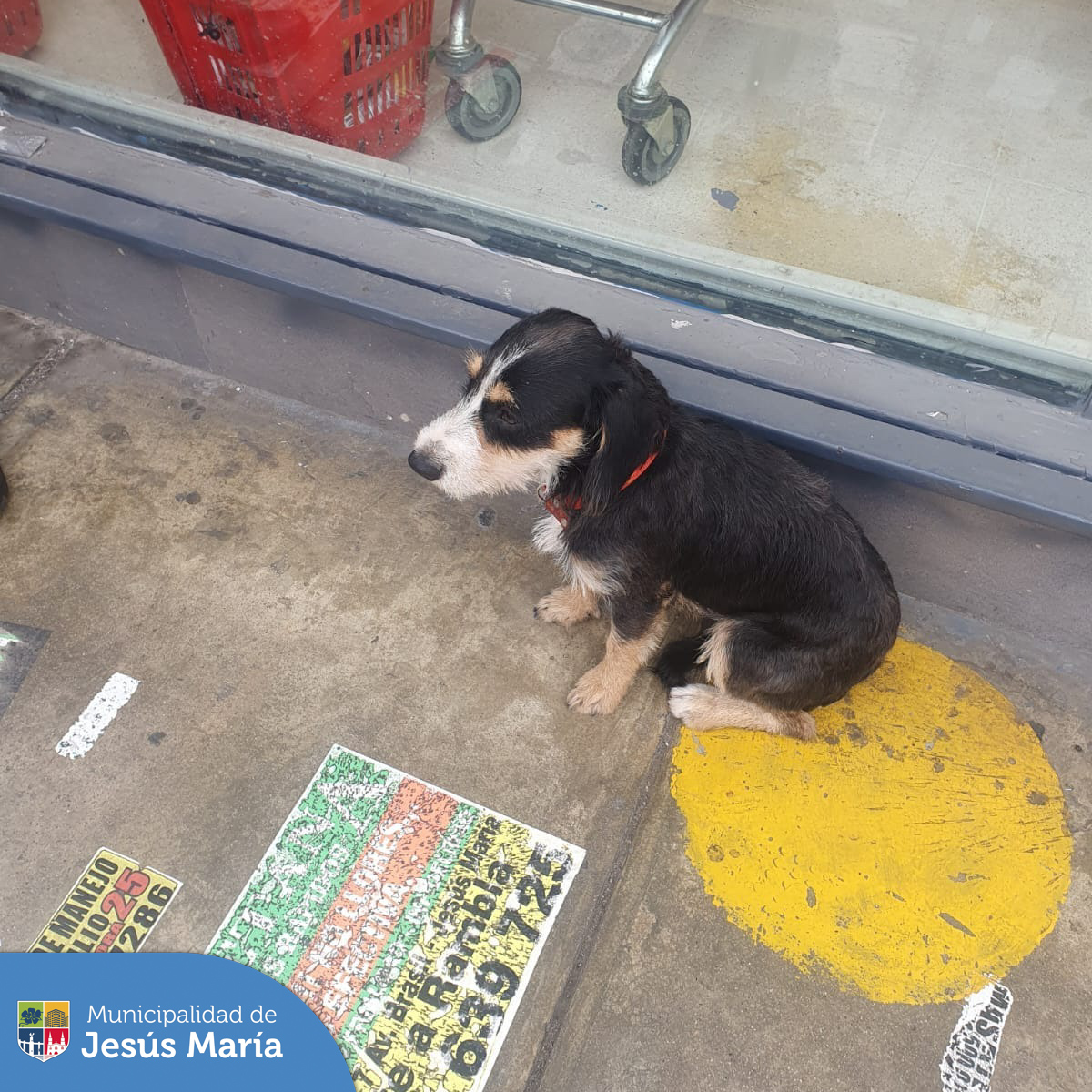 Hace unos días, uno de nuestros serenos encontró a una mascota 🐕 en las inmediaciones de un supermercado. Rápidamente le brindaron alimento y agua con ayuda de unos vecinos; además una persona amable lo mantuvo en la puerta esperando a sus dueños.
La solidaridad se extendió aún más cuando se formó una cadena en WhatsApp y Facebook 📱❤️ para difundir al pequeño. Demostrando que #JesúsMaríaSomosTodos los propietarios fueron localizados y el perrito se reunió con su familia. 💕🏡
¡Unidos somos más fuertes! 🙌🐾