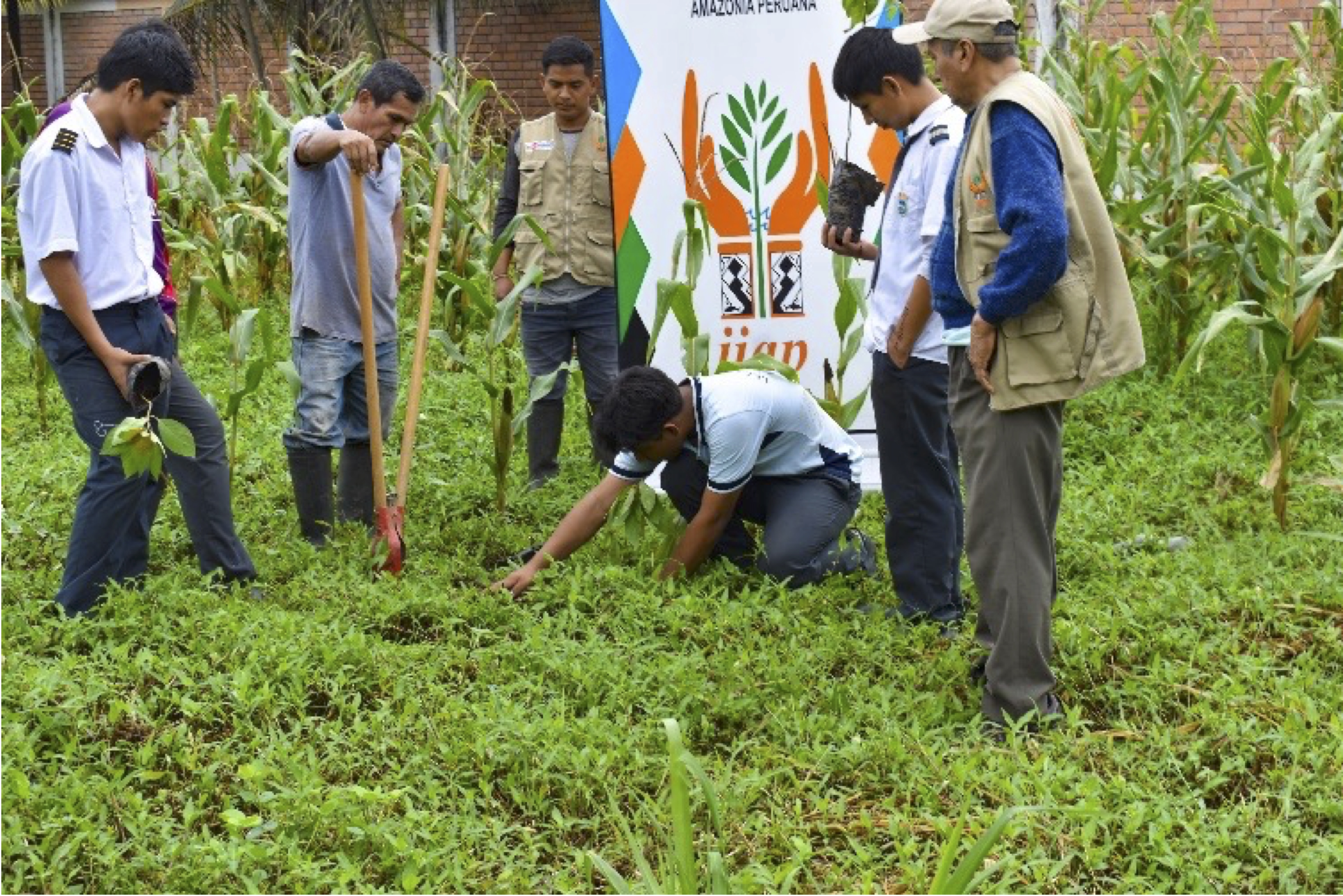 IIAP realiza campaña de arborización en institución educativa de Huánuco