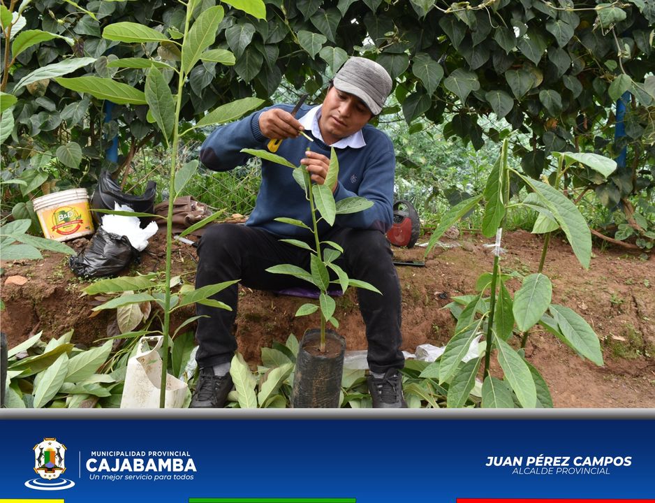 Distribución de Plantas de Tara y Frutales a Pequeños Productores