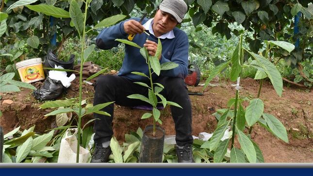 Distribución de Plantas de Tara y Frutales a Pequeños Productores