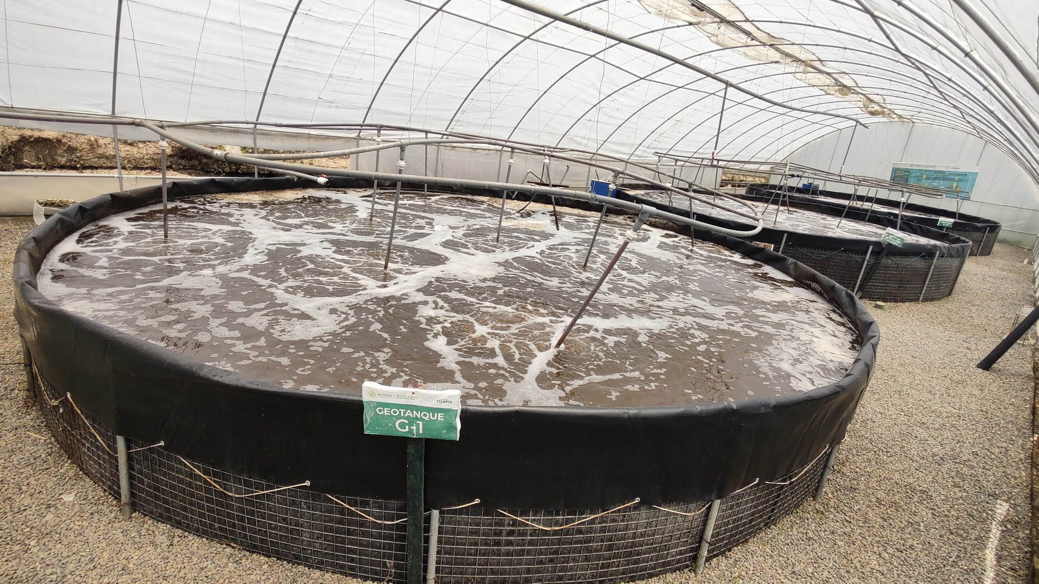 Biofloc de Tilapia