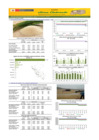 Vista preliminar de documento Boletín de abastecimiento y precio del ARROZ - 03/11/23