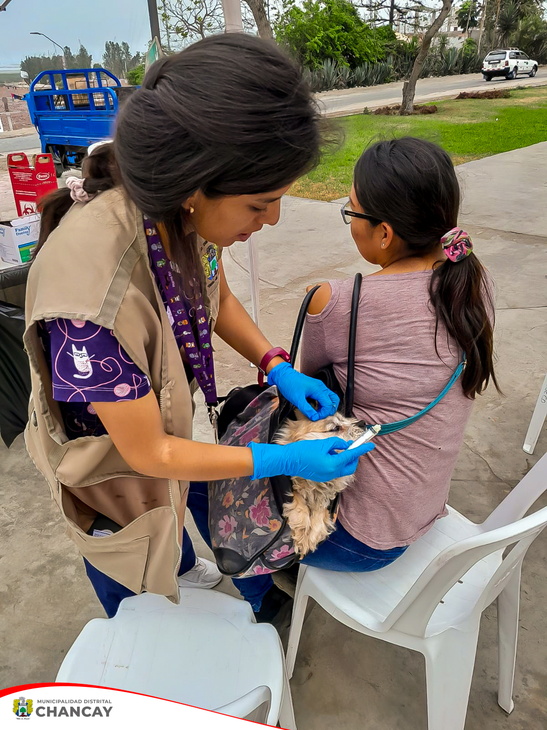 Garantizando la Salud de las Mascotas