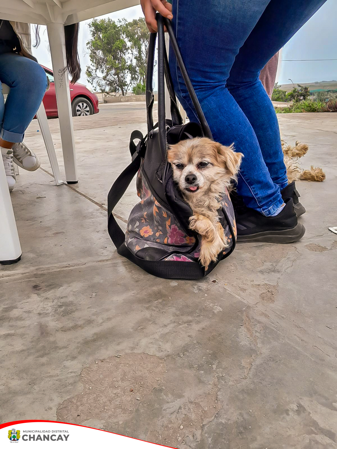 Garantizando la Salud de las Mascotas