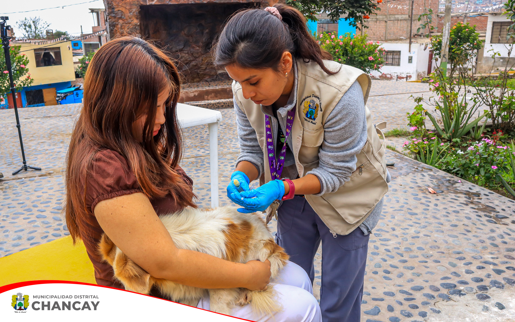 En el último día de la III Campaña de desparasitación, decenas de mascotas del Pueblo Joven Santa Rosa llegaron al lugar de la actividad junto con sus dueños para que así puedan cuidar de su salud.
