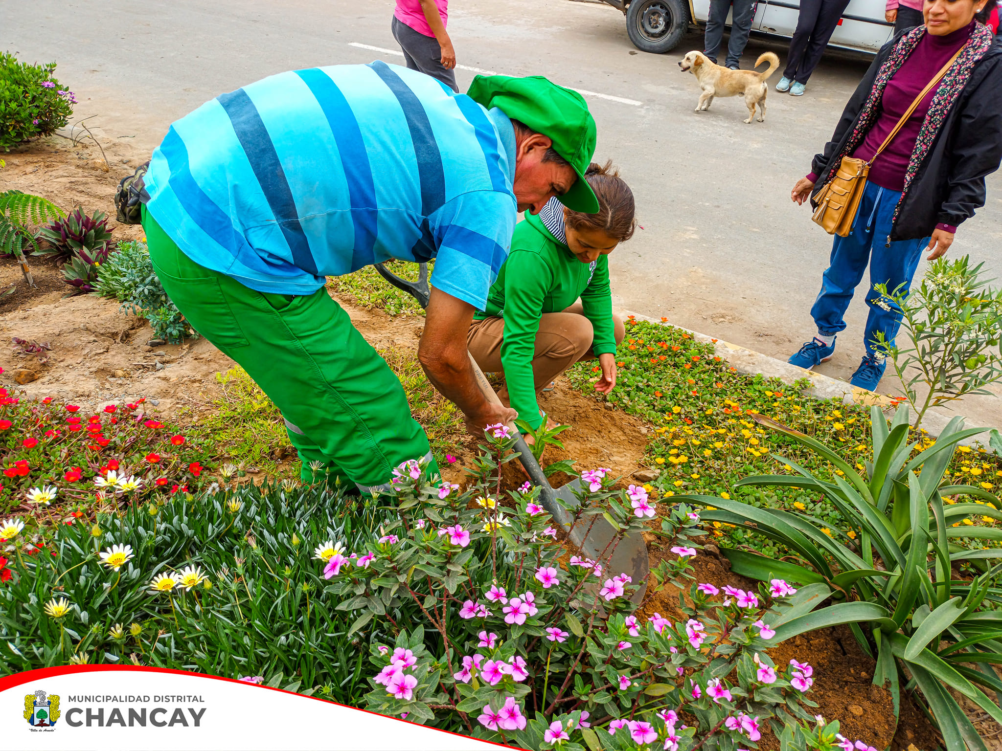 Se llevó a cabo la 3ra Gran Cruzada Verde Nacional en conmemoración de la Semana de la Acción Forestal en la zona norte del distrito de Chancay, en La Candelaria y Estrella de la Mañana.