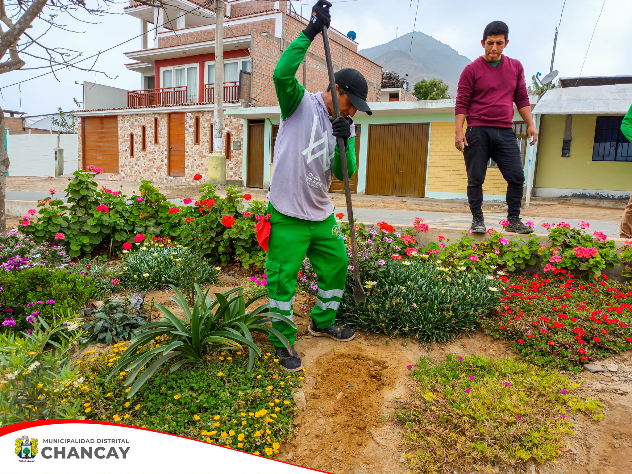 Se llevó a cabo la 3ra Gran Cruzada Verde Nacional en conmemoración de la Semana de la Acción Forestal en la zona norte del distrito de Chancay, en La Candelaria y Estrella de la Mañana.