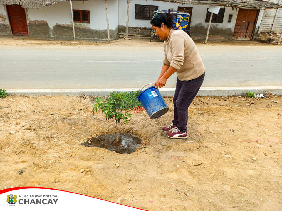 Se llevó a cabo la 3ra Gran Cruzada Verde Nacional en conmemoración de la Semana de la Acción Forestal en la zona norte del distrito de Chancay, en La Candelaria y Estrella de la Mañana.