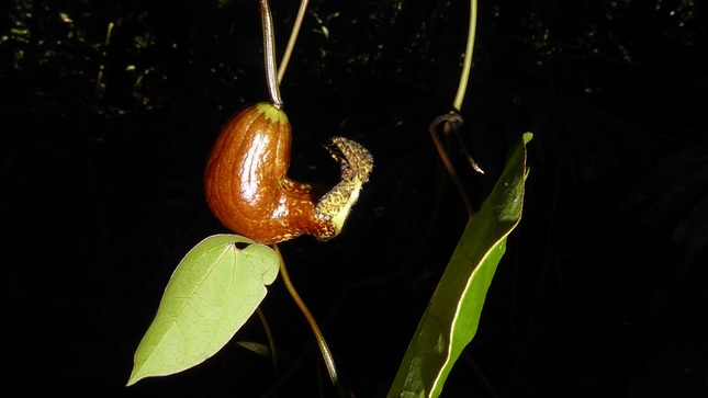 especie flora cordillera azul