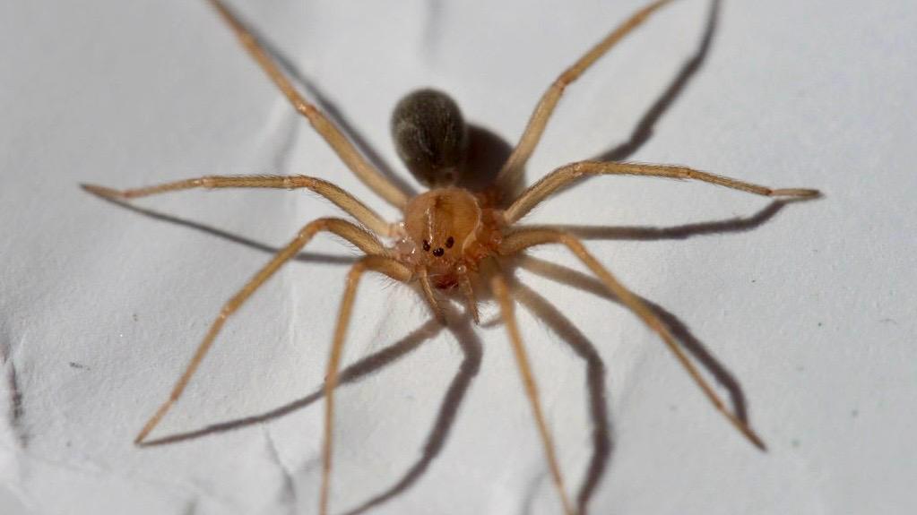 Se incrementa riesgo de mordedura de araña casera por cambio de estación