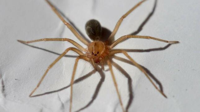 Se incrementa riesgo de mordedura de araña casera por cambio de estación