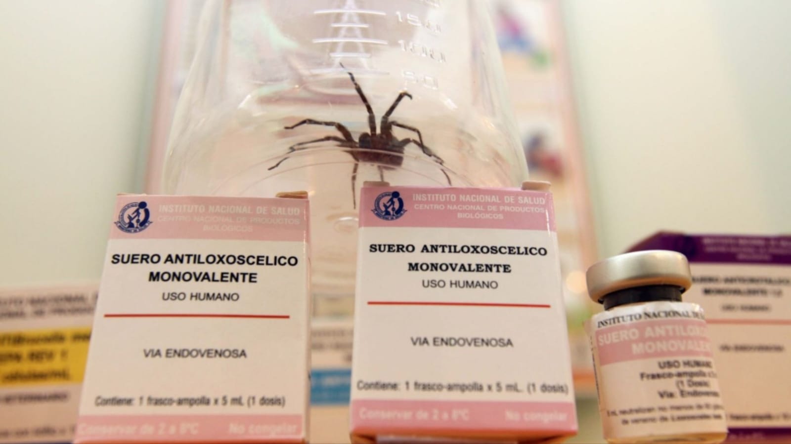 Se incrementa riesgo de mordedura de araña casera por cambio de estación