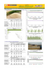 Vista preliminar de documento Boletín de abastecimiento y precio del ARROZ - 08/11/23