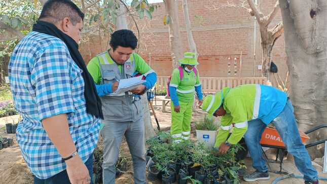 Transformación Verde en Vichayal: La MDV Embellece Nuestra localidad con Plantones