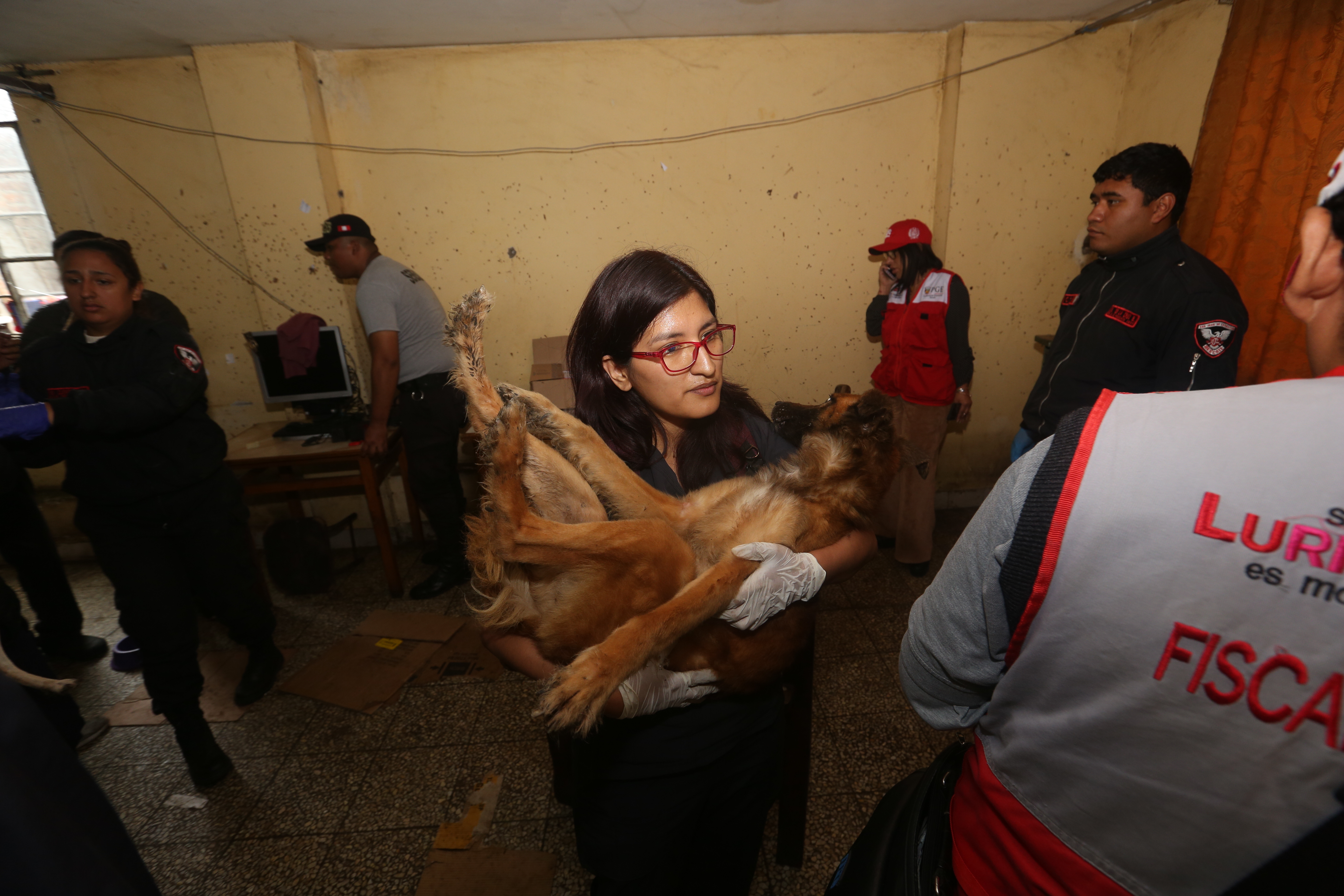 Perritos fueron rescatados.