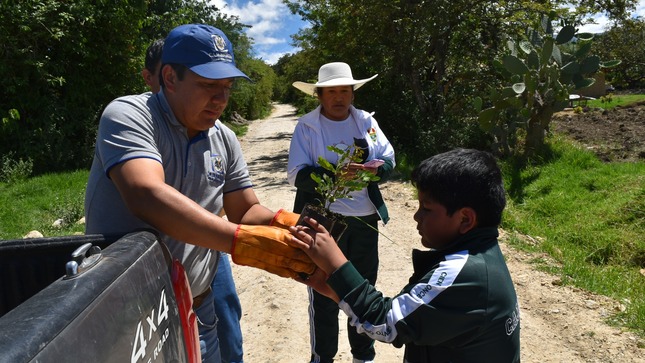 Entrega de plantones Taya, Pino y Eucalipto