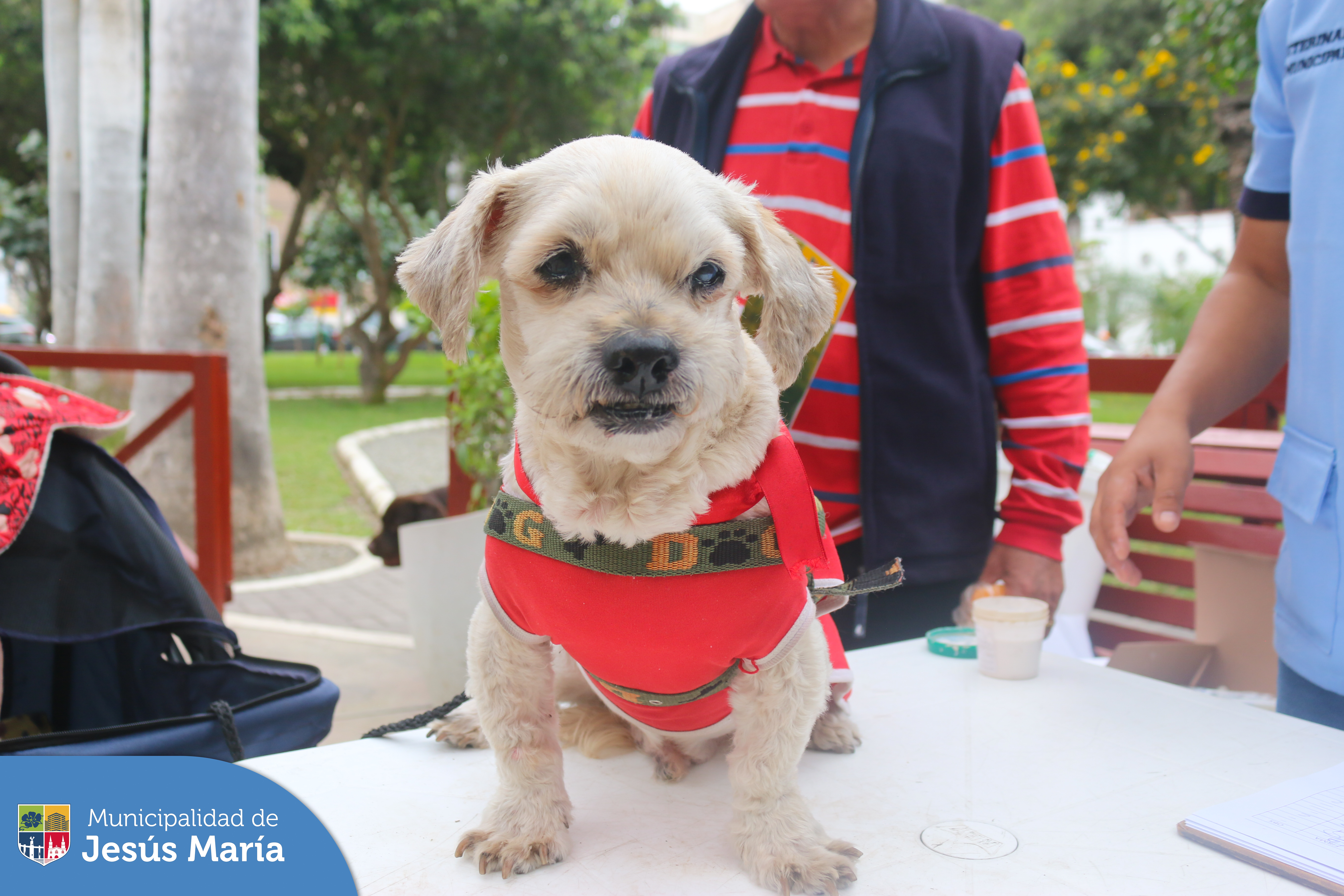 🐈 Se realizó una nueva edición de nuestra campaña veterinaria gratuita en el Parque Habich. Allí los asistentes registraron a sus mascotas en la sección Muni Pet 🐾 de nuestra app 📲 #JesúsMaríaSomosTodos 🐶.
¡Descárgala ya!
▶️ App Store http://bit.ly/416QVIP
▶️ Play Store http://bit.ly/3mfWsxF