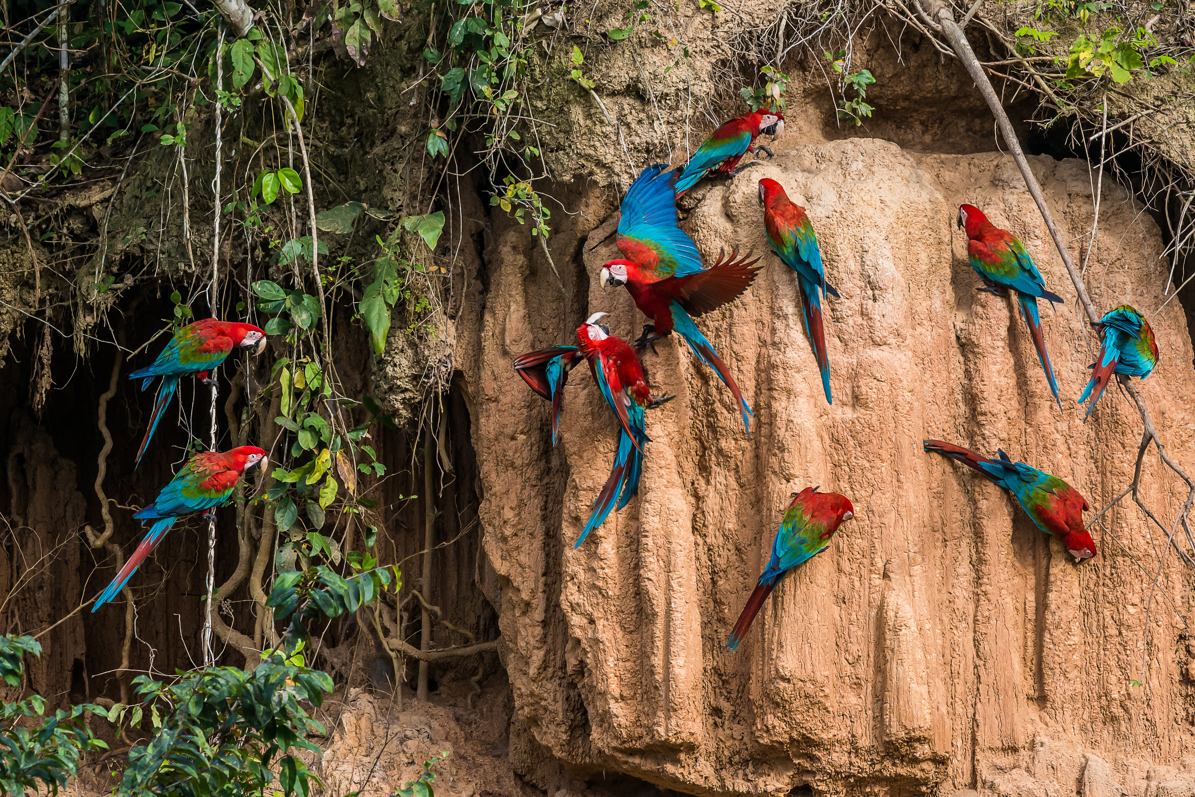 Perú asumirá la Presidencia de la Red de Observancia y Aplicación de la Normativa de Vida Silvestre en Sudamérica (SudWEN)