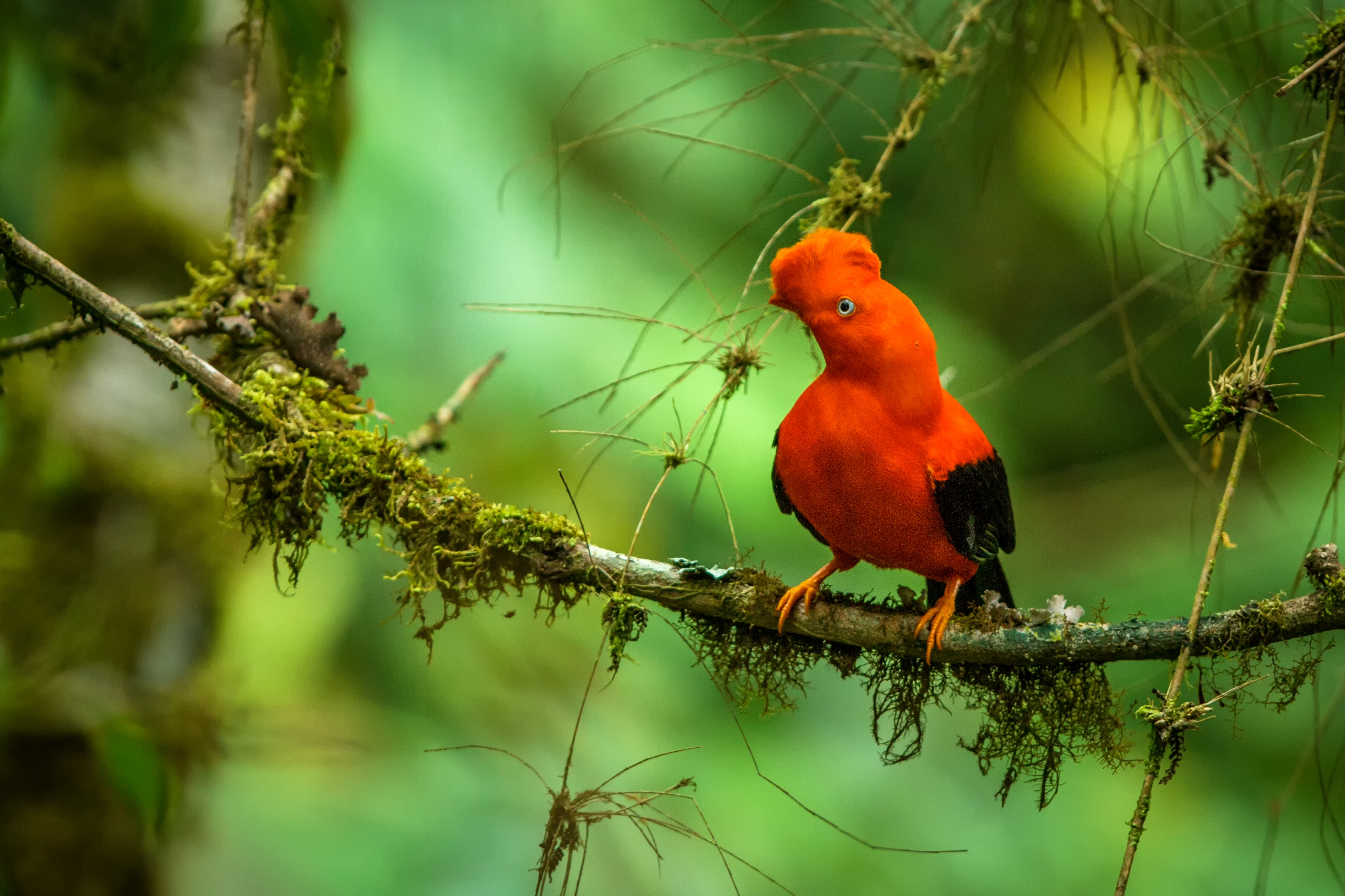 Perú asumirá la Presidencia de la Red de Observancia y Aplicación de la Normativa de Vida Silvestre en Sudamérica (SudWEN)
